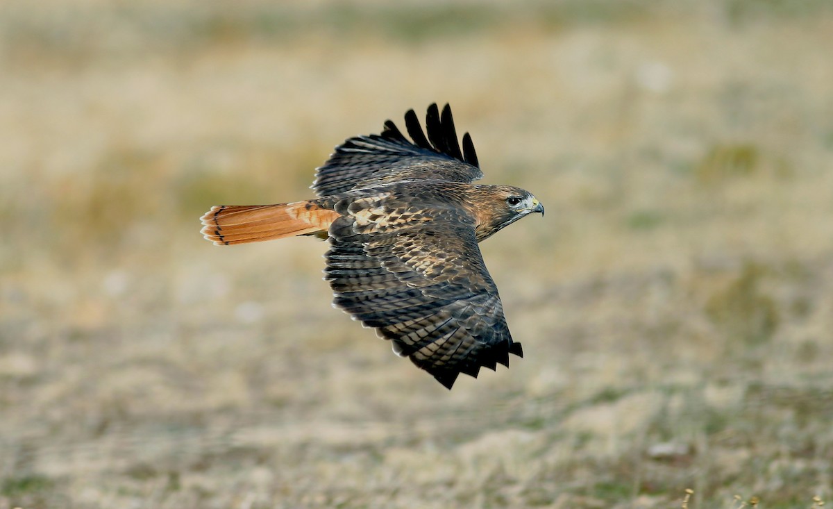 Red-tailed Hawk - Jerry Liguori