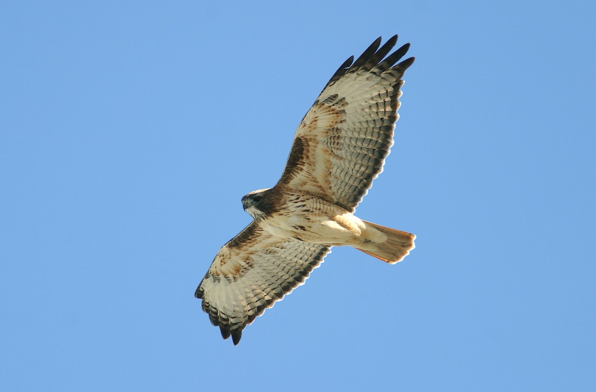 Red-tailed Hawk - ML239628971