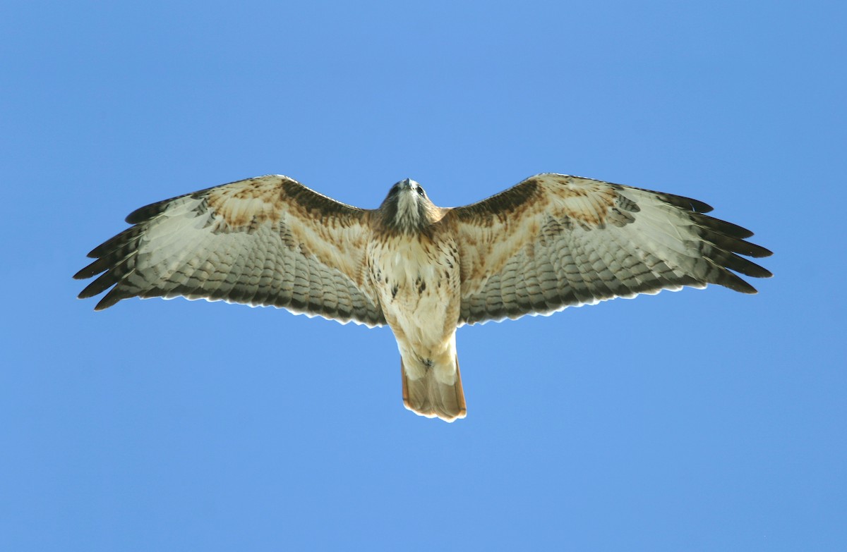 Red-tailed Hawk - ML239629011