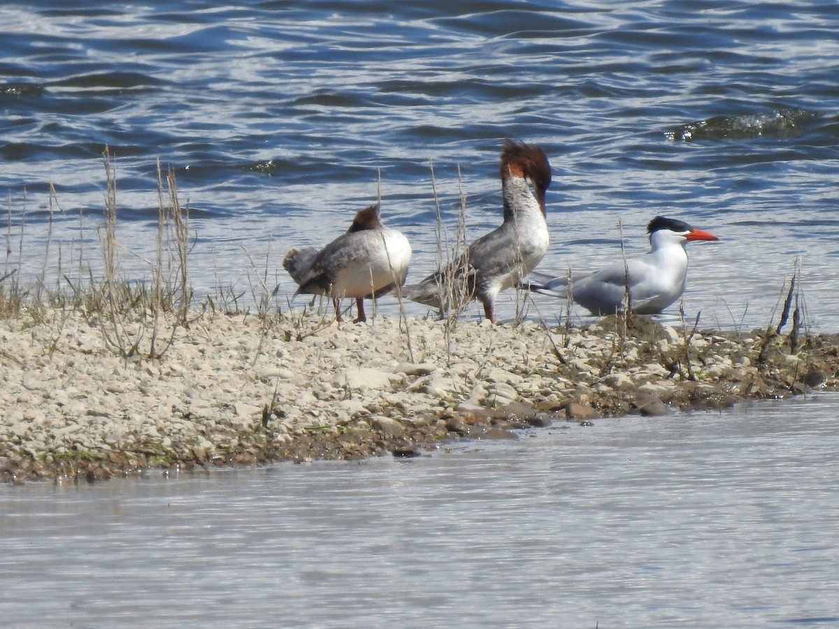 Caspian Tern - ML239629631