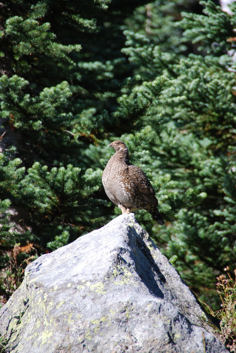 Sooty Grouse - Toni Oliveira