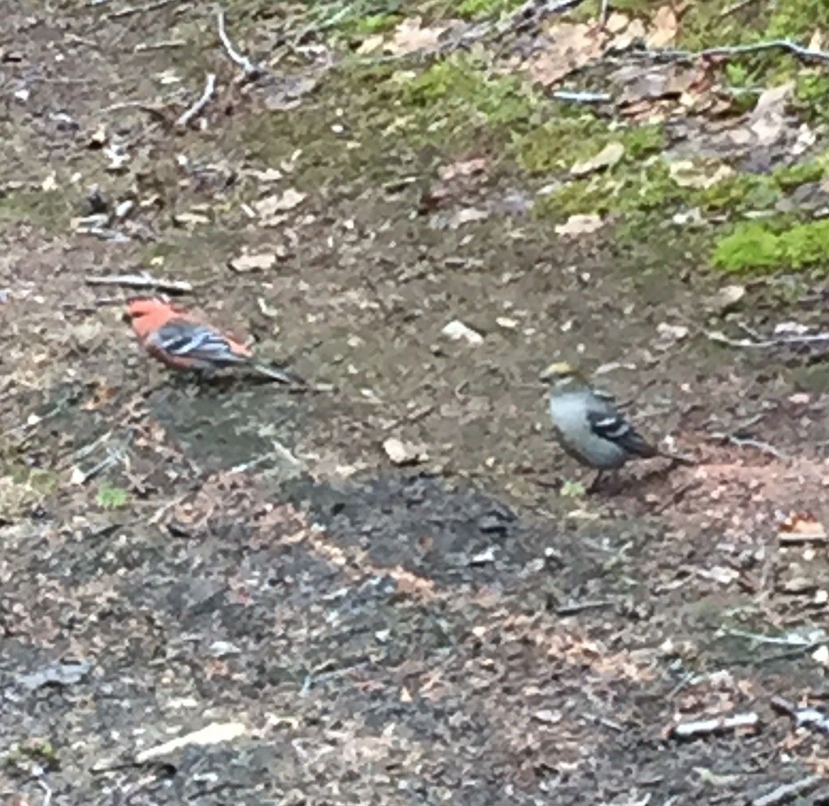 Pine Grosbeak - ML239630871