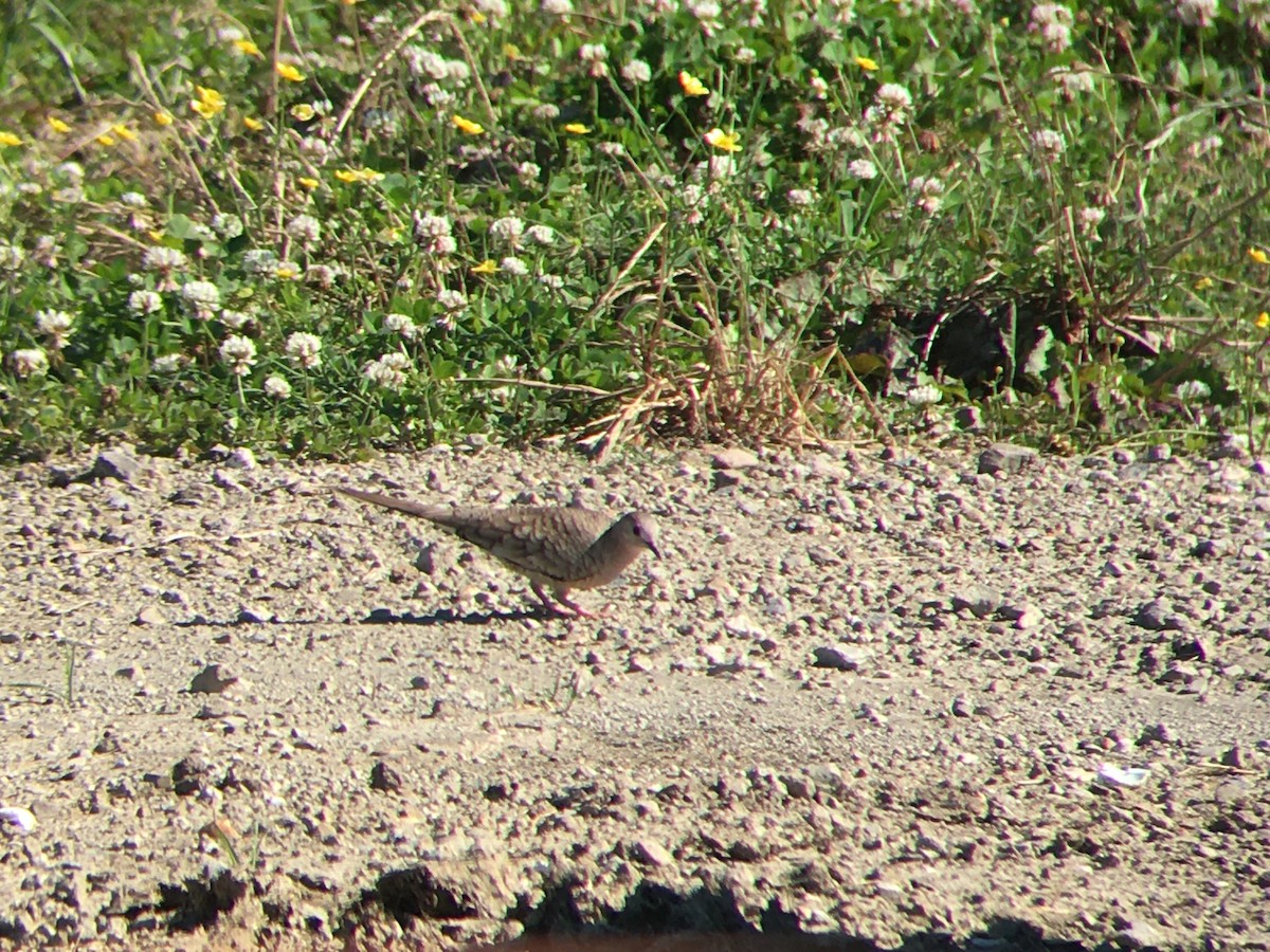 Inca Dove - Matt Brady