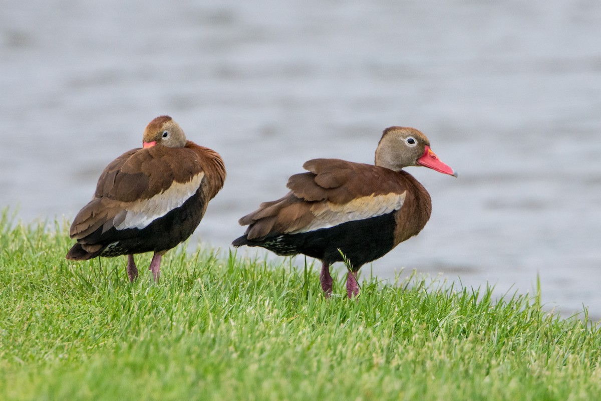 Black-bellied Whistling-Duck - ML239631811