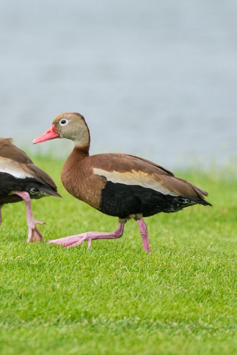Black-bellied Whistling-Duck - ML239631851