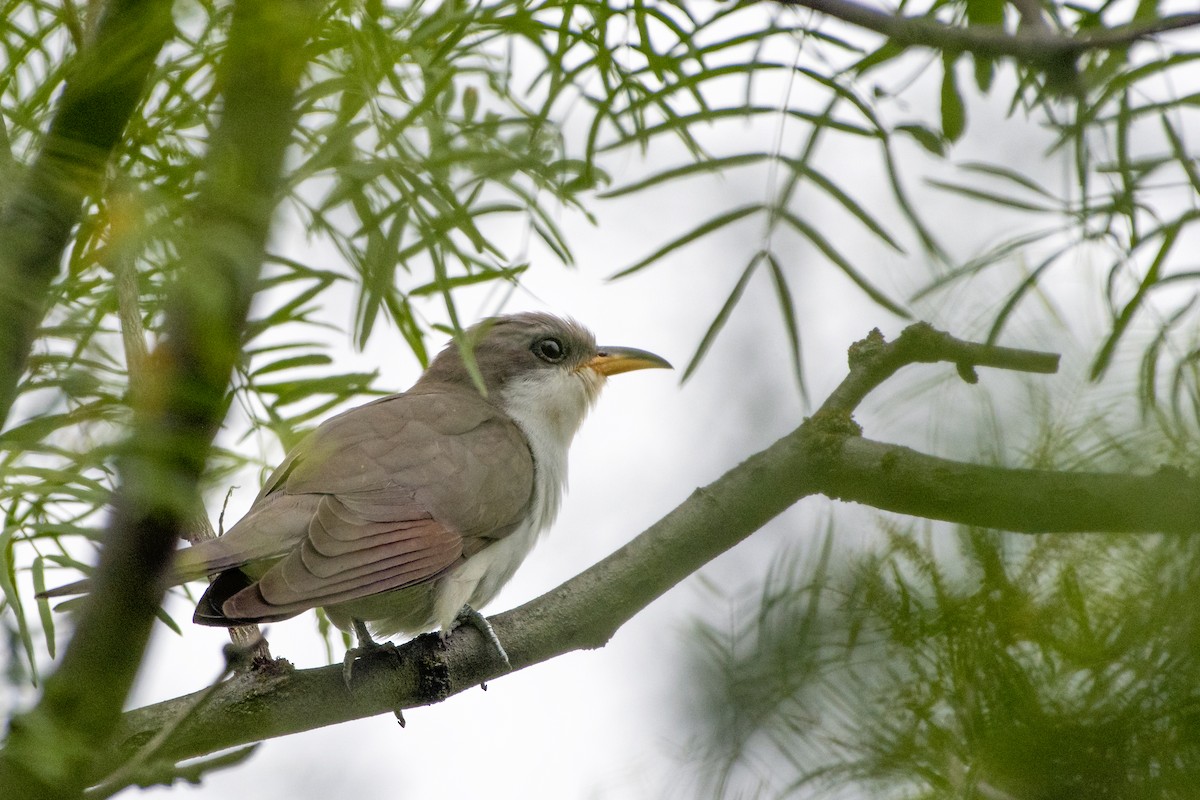 Yellow-billed Cuckoo - ML239632931