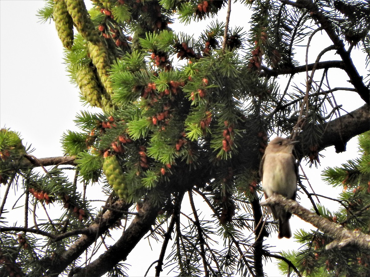 Western Wood-Pewee - ML239634151