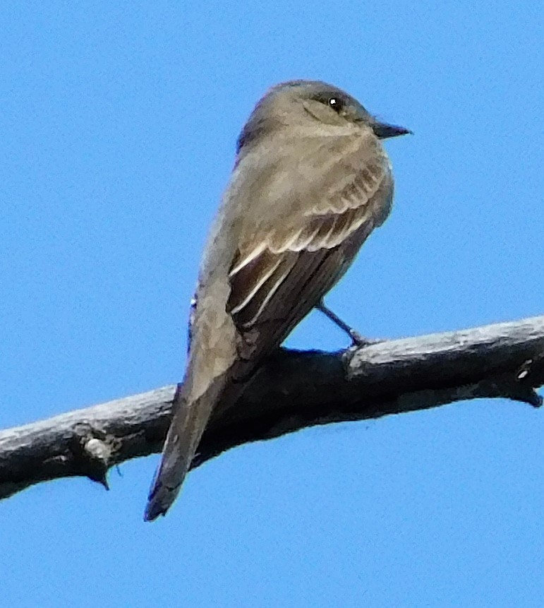 Blasskehl-Schnäppertyrann - ML239634201