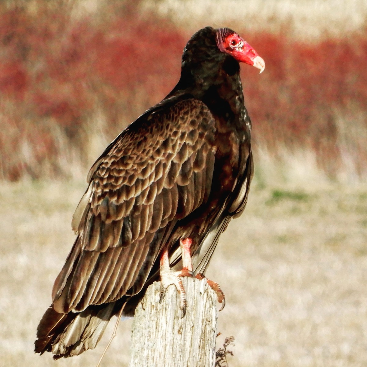 Turkey Vulture - ML239634321