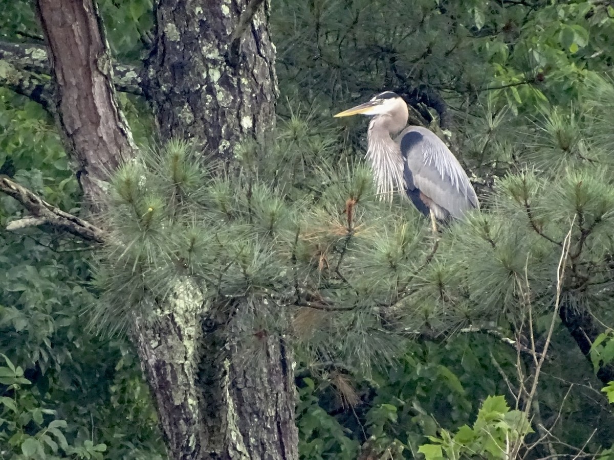 Great Blue Heron - ML239635101