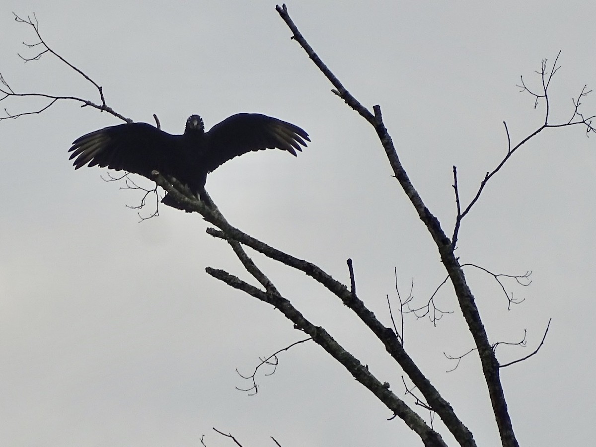 Black Vulture - ML239635141