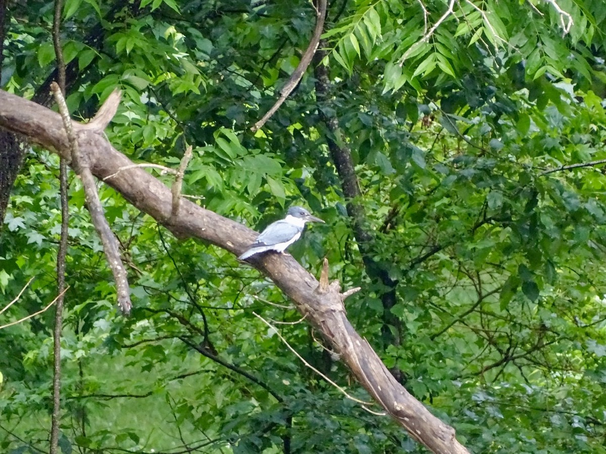Belted Kingfisher - ML239635191