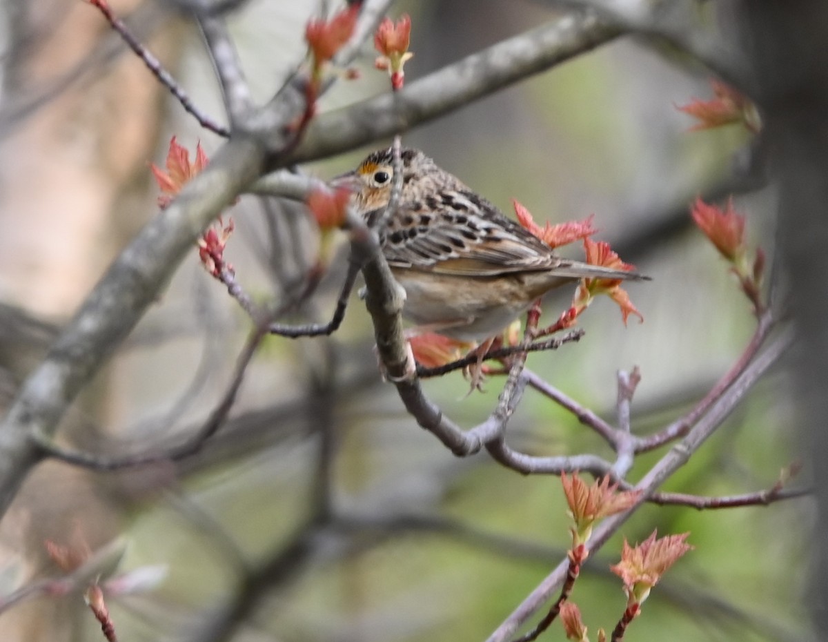 Grasshopper Sparrow - ML239636081