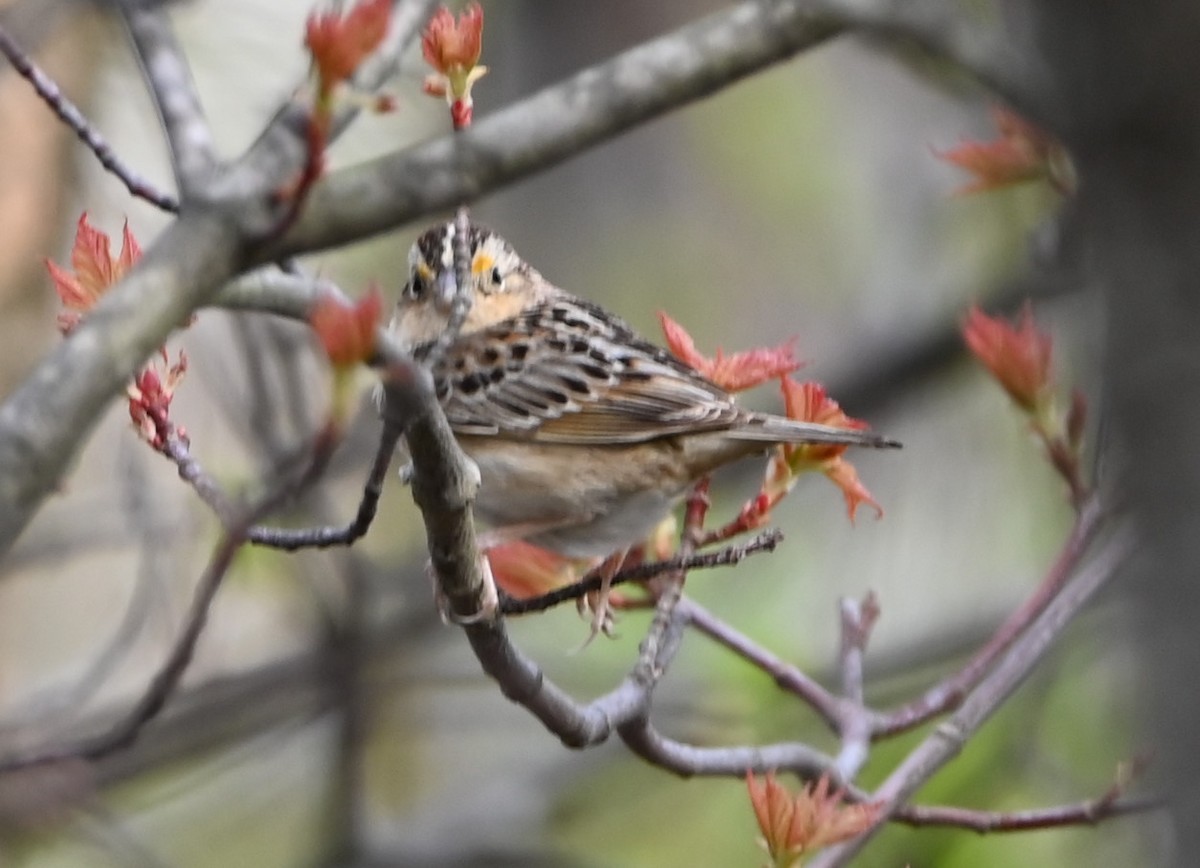 Grasshopper Sparrow - ML239636091