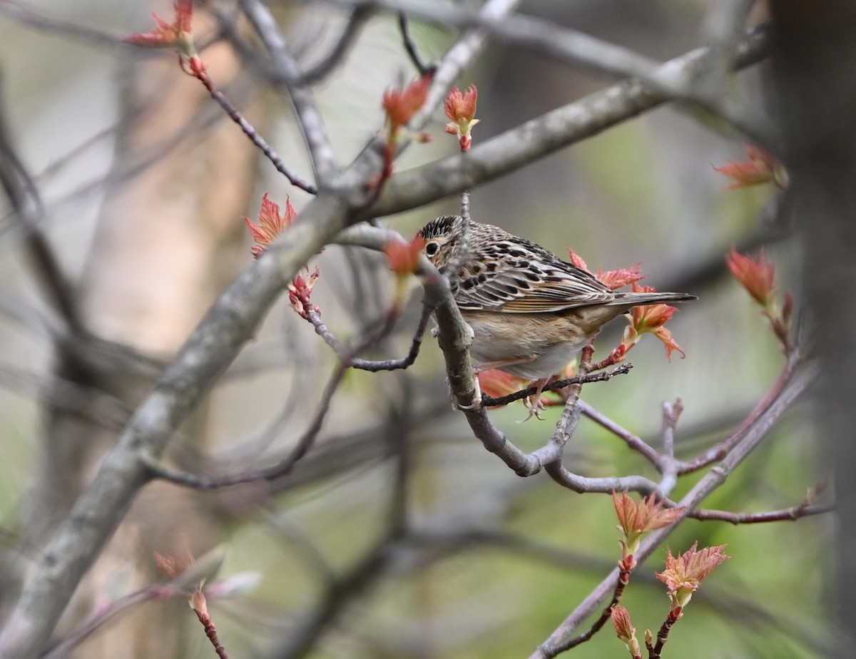 Grasshopper Sparrow - ML239636101