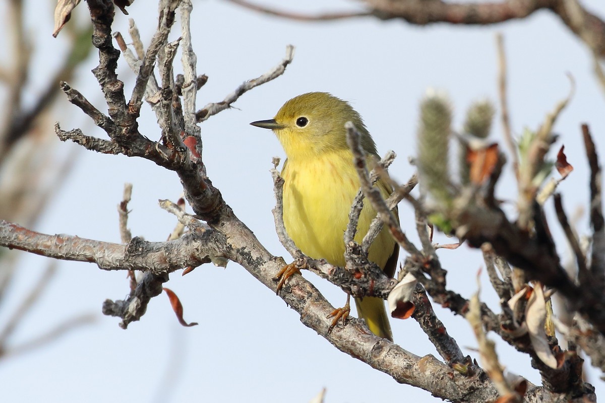 Yellow Warbler - ML239636601