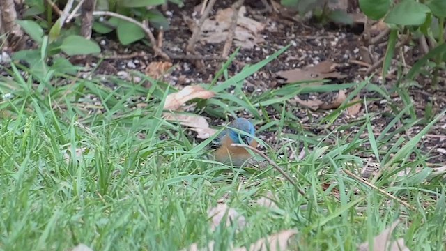 Lazuli Bunting - ML239638421