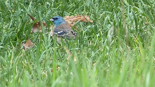 Lazuli Bunting - ML239638441