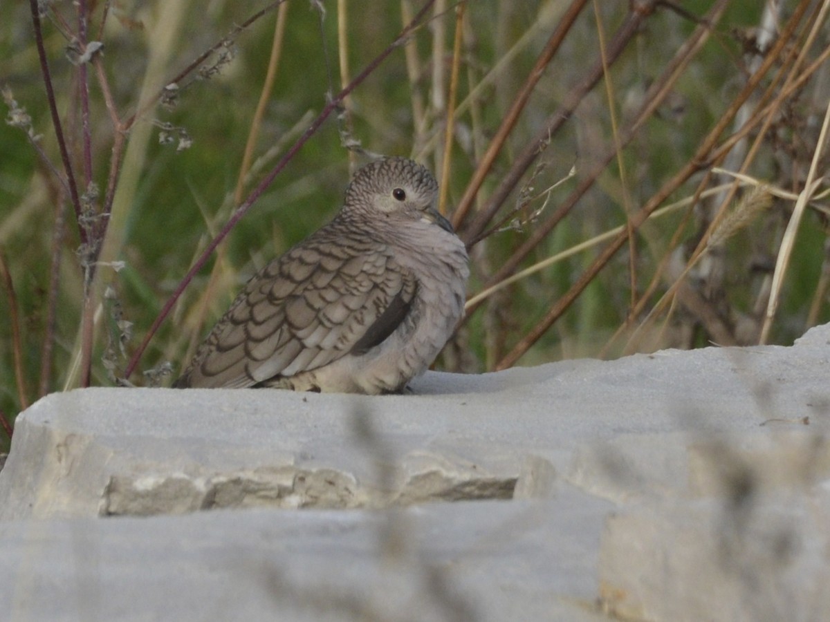 Inca Dove - ML23963941