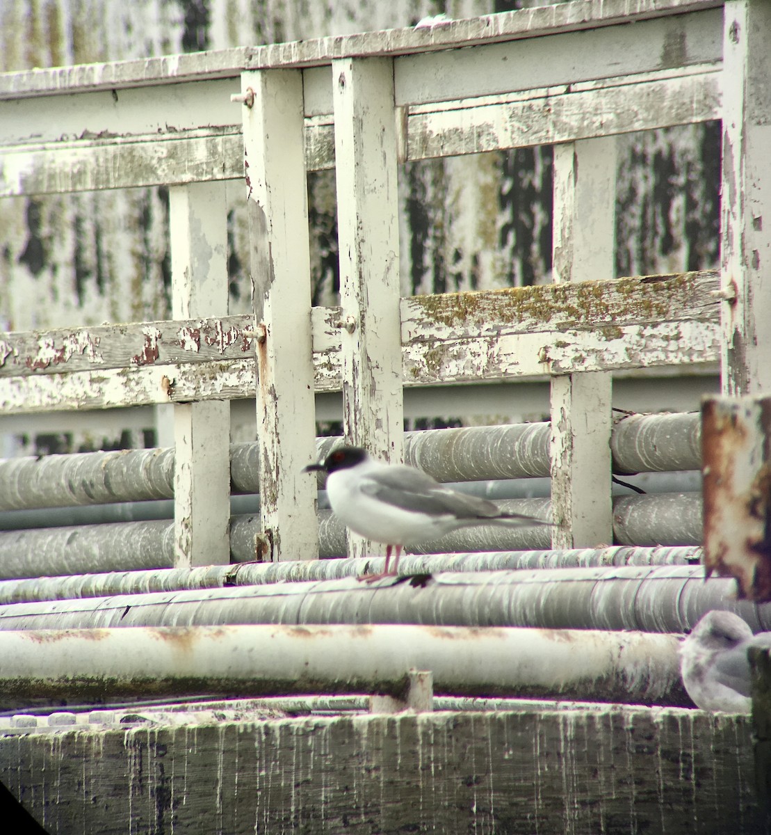 Swallow-tailed Gull - ML239639731