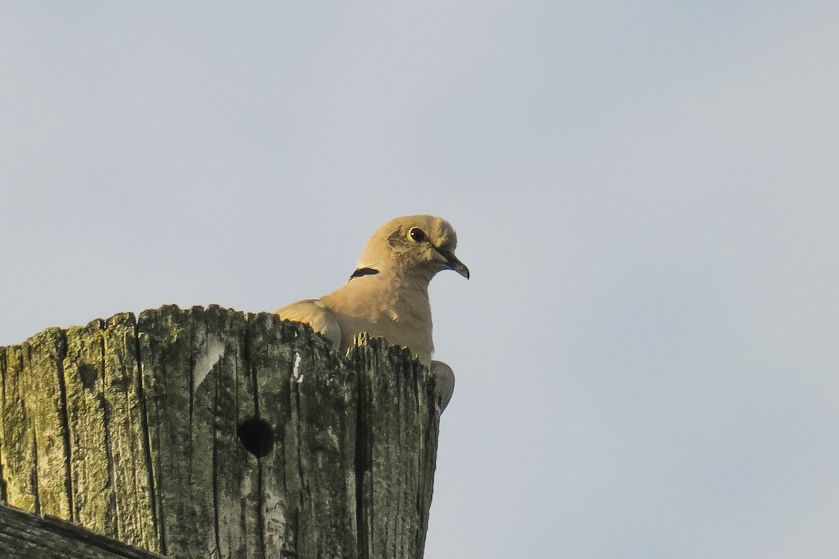 Eurasian Collared-Dove - Jefferson Shank