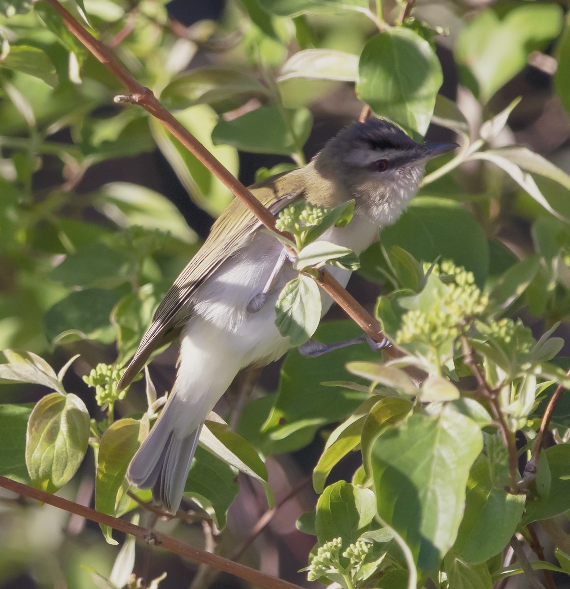 Red-eyed Vireo - ML239641041