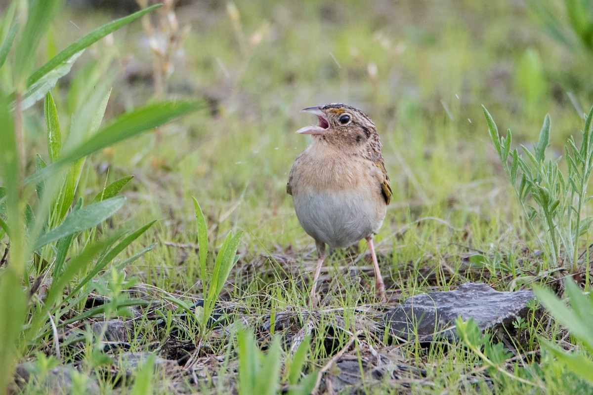 Grasshopper Sparrow - Sue Barth