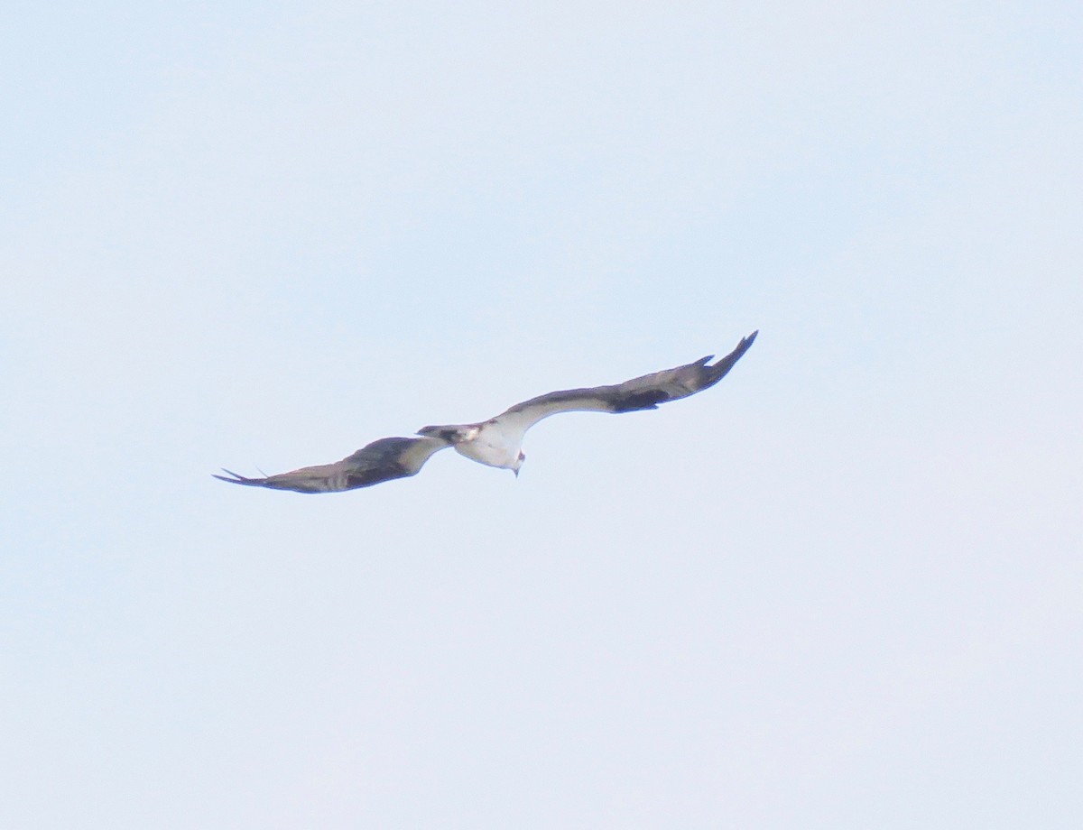 Загасч явлаг - ML239641121