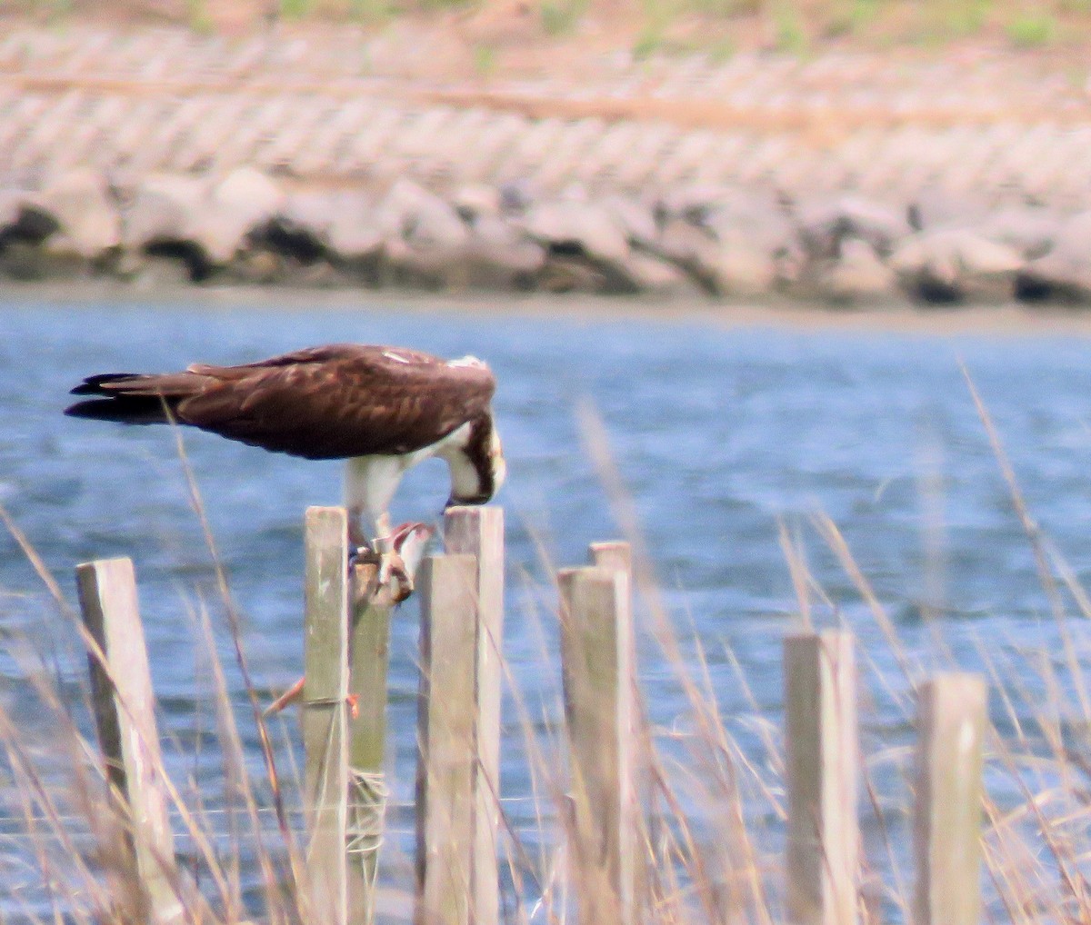 Загасч явлаг - ML239642521
