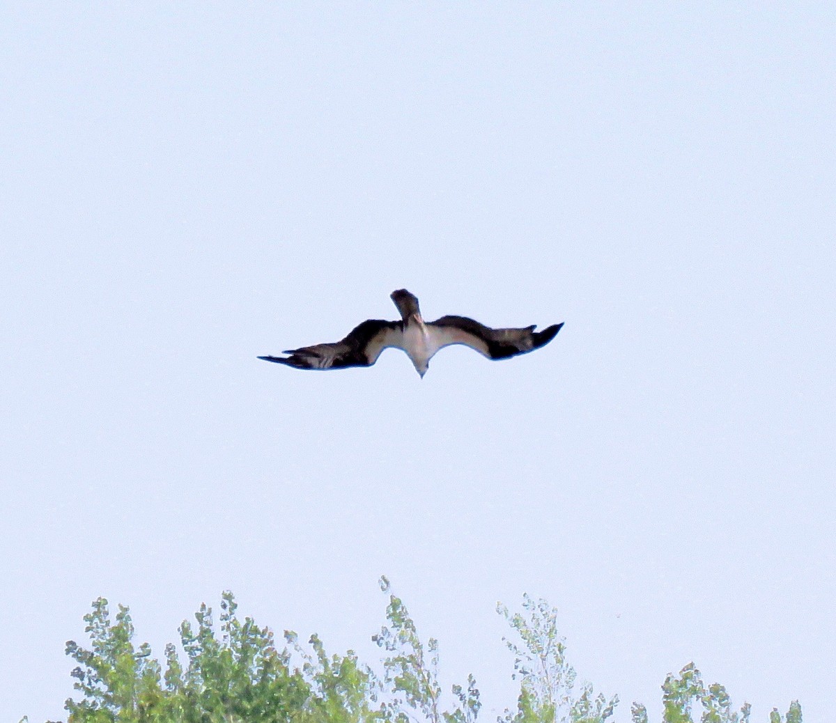 Загасч явлаг - ML239642631