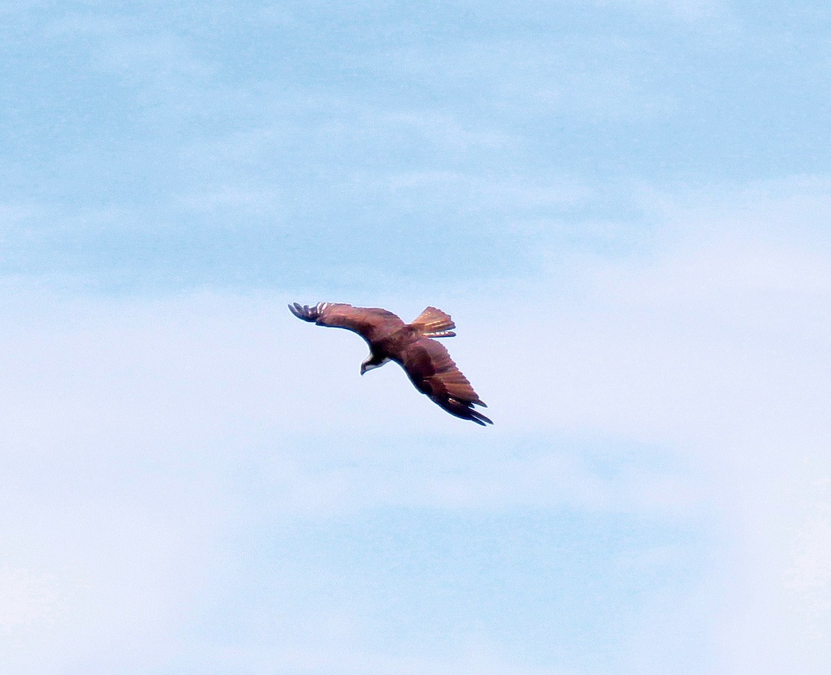 Загасч явлаг - ML239642681