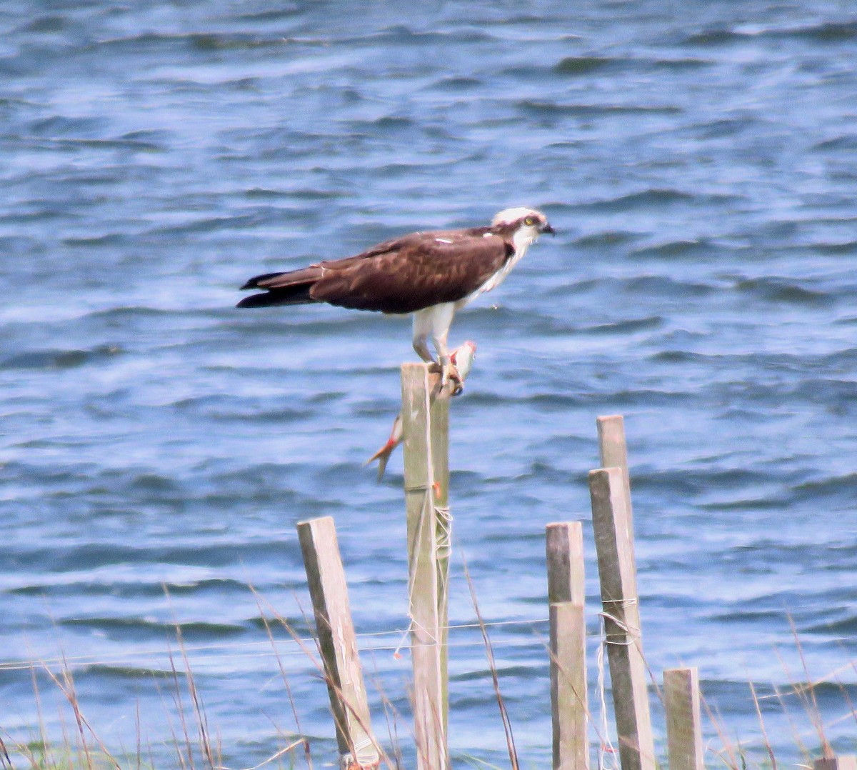 Загасч явлаг - ML239643061