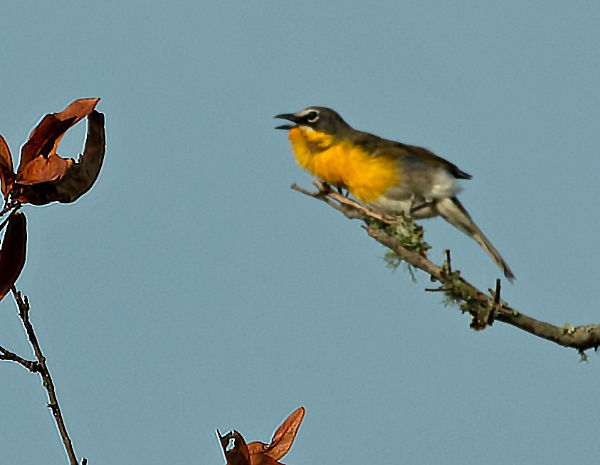 Yellow-breasted Chat - ML239643741