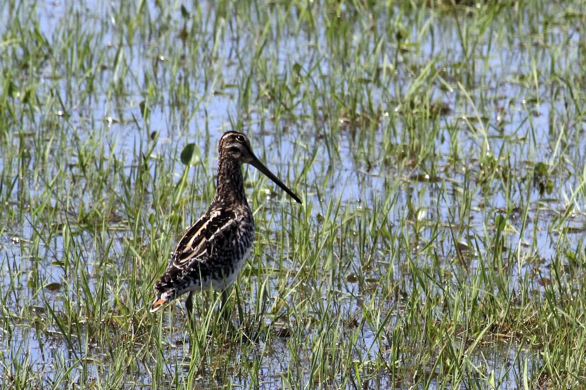 Pantanal Snipe - ML239644081