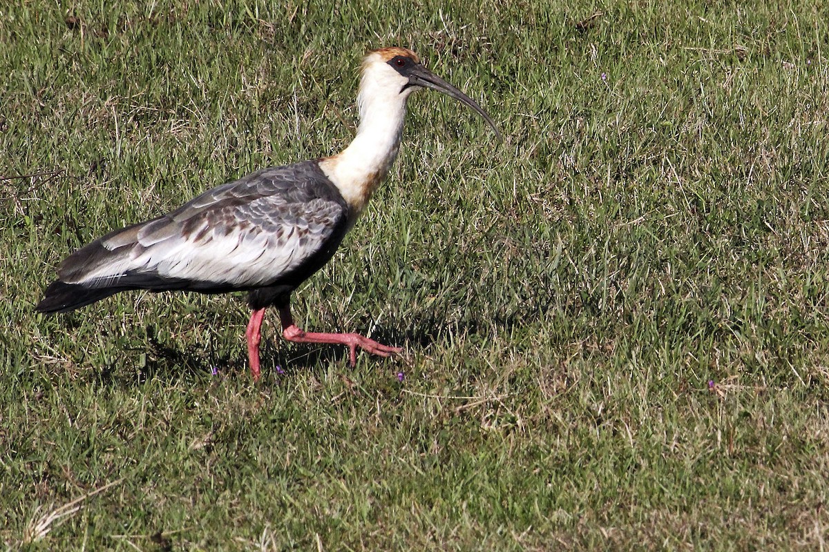 ibis bělokřídlý - ML239644621