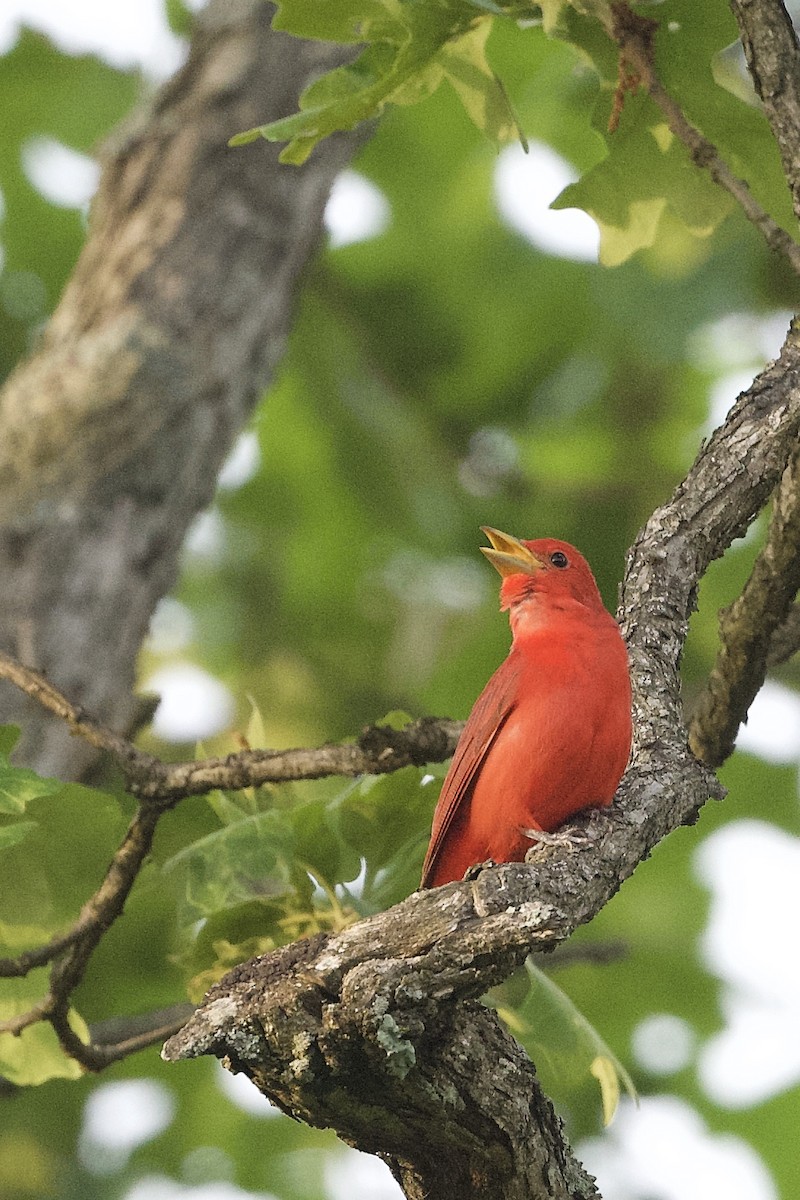 Summer Tanager - ML239647821