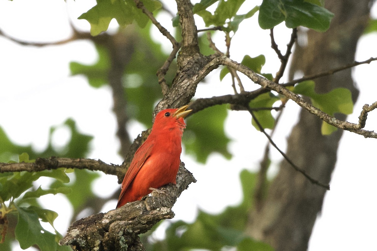 Summer Tanager - ML239647841