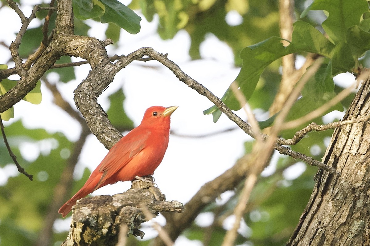 Summer Tanager - ML239647851