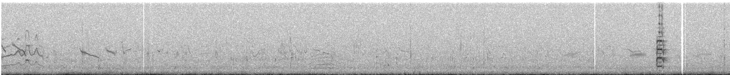 Kara Karınlı Sumru - ML239651