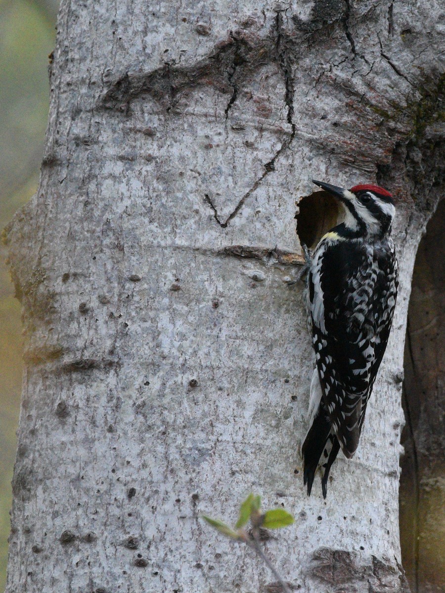 Yellow-bellied Sapsucker - ML239652261