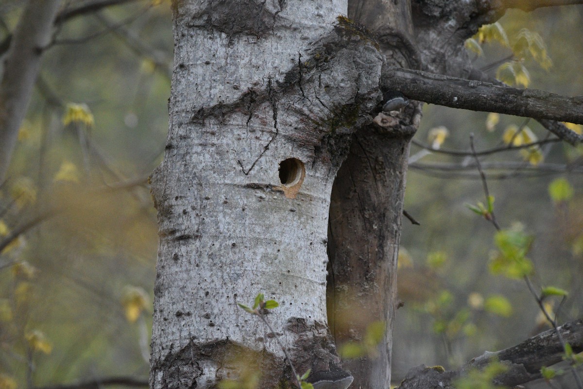 Yellow-bellied Sapsucker - ML239652291