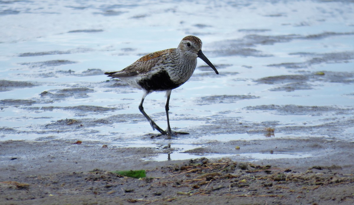 Dunlin - Michel Turcot