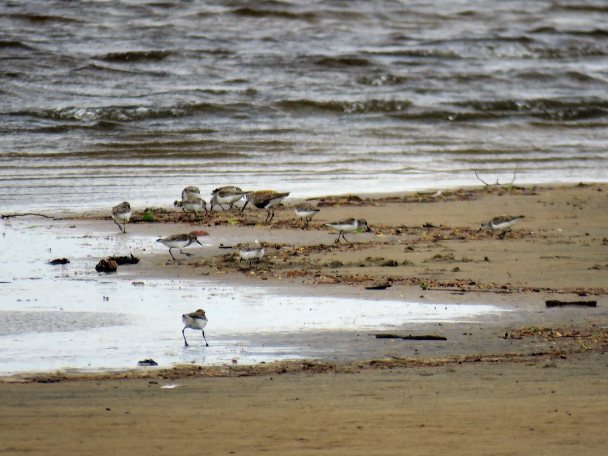 Semipalmated Sandpiper - ML239655081