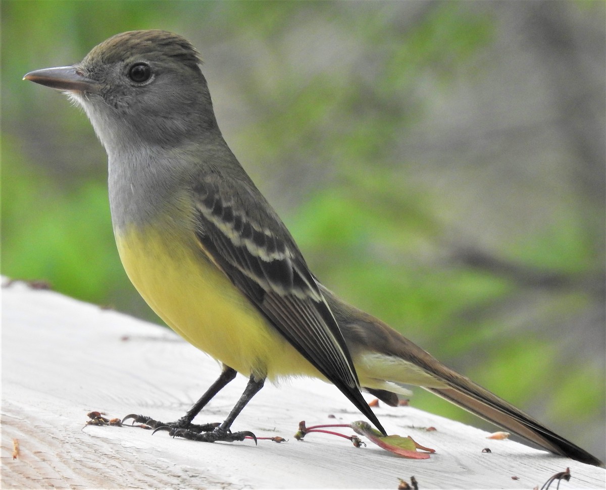 Great Crested Flycatcher - Lucio 'Luc' Fazio