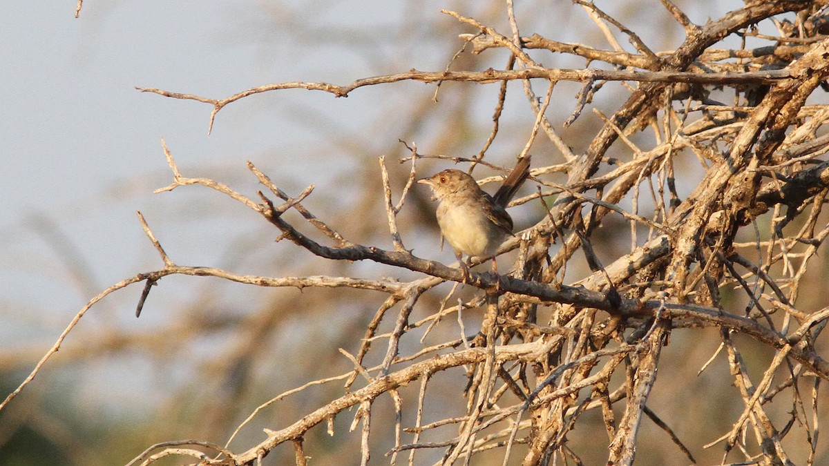 Rattling Cisticola - ML23965621