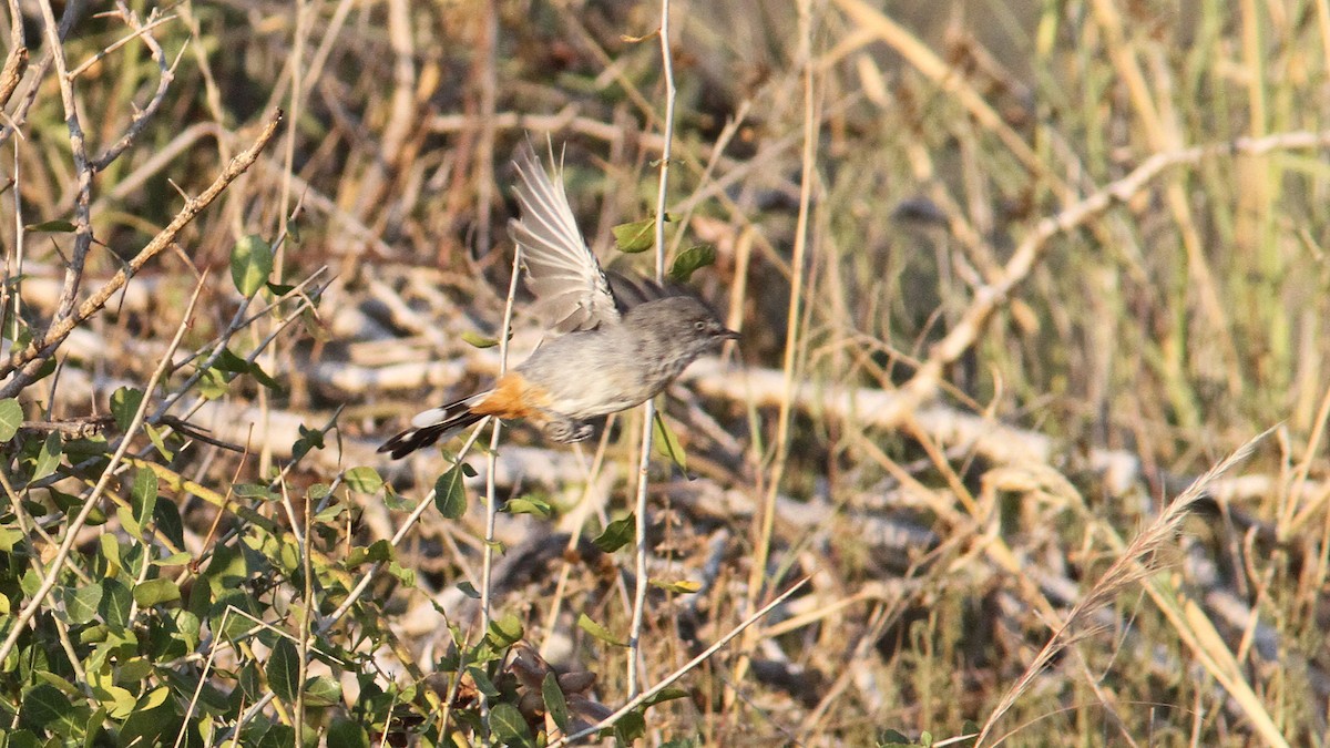 Chestnut-vented Warbler - Daniel Jauvin