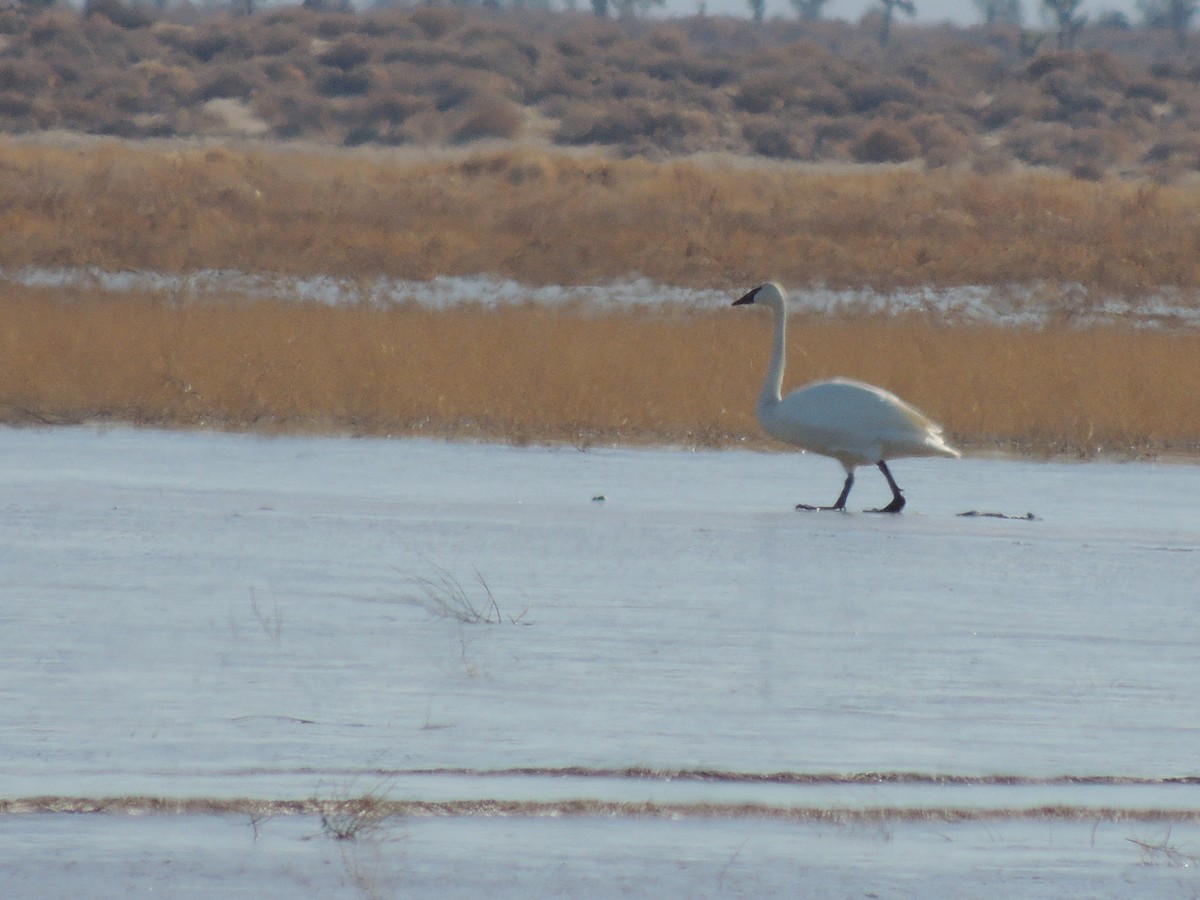 Trumpeter Swan - ML239656821