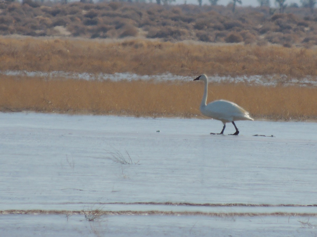 Cygne trompette - ML239656821