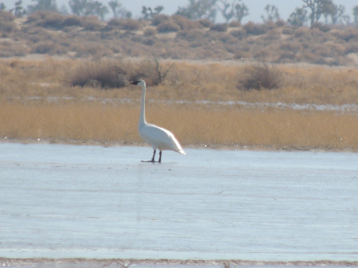 Trumpeter Swan - ML239656891