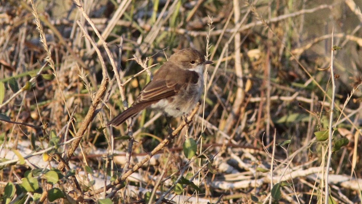 Marico Flycatcher - Daniel Jauvin